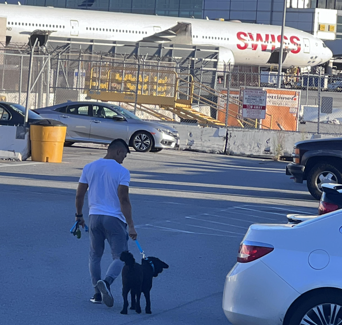 Dog walking across the airport cargo yard on a lead after a long-haul flight to California