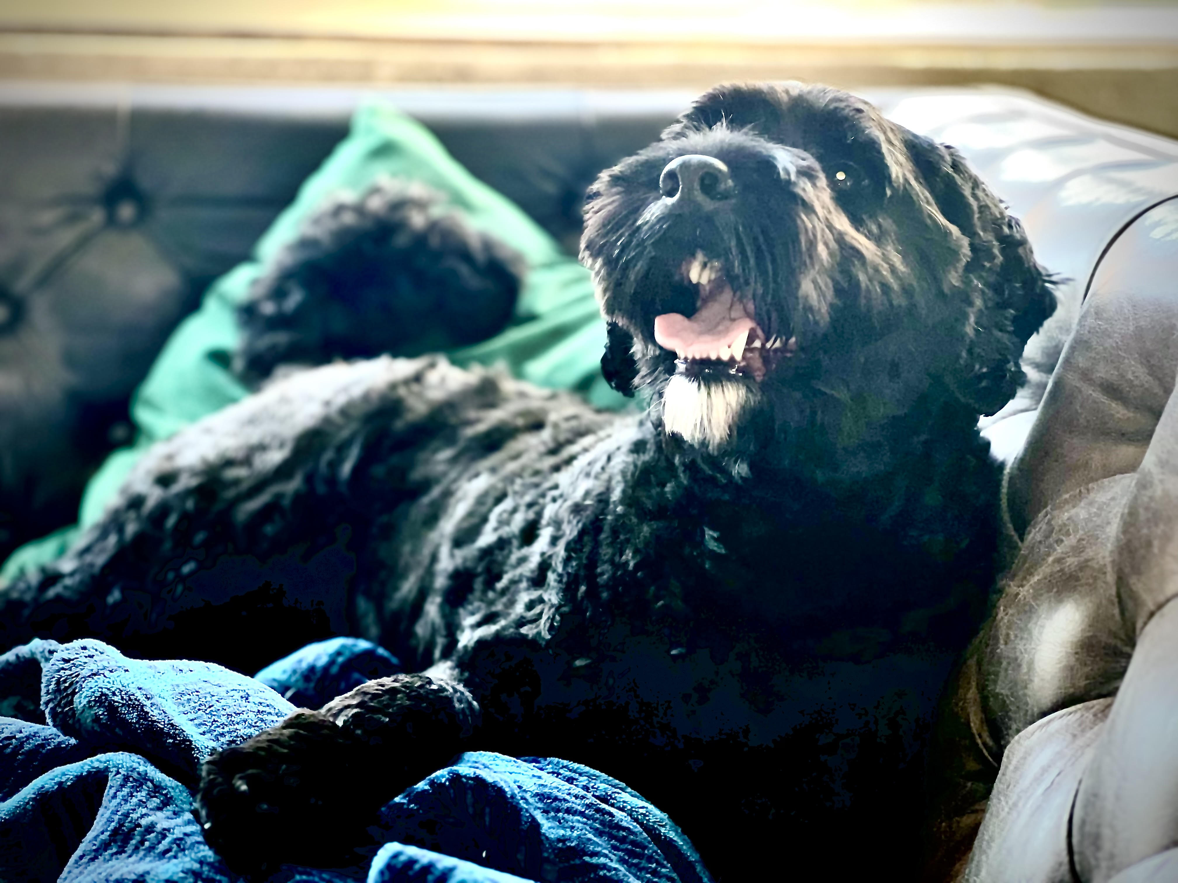 Black cockapoo we moved from Ireland to California relaxing on a couch in San Francisco