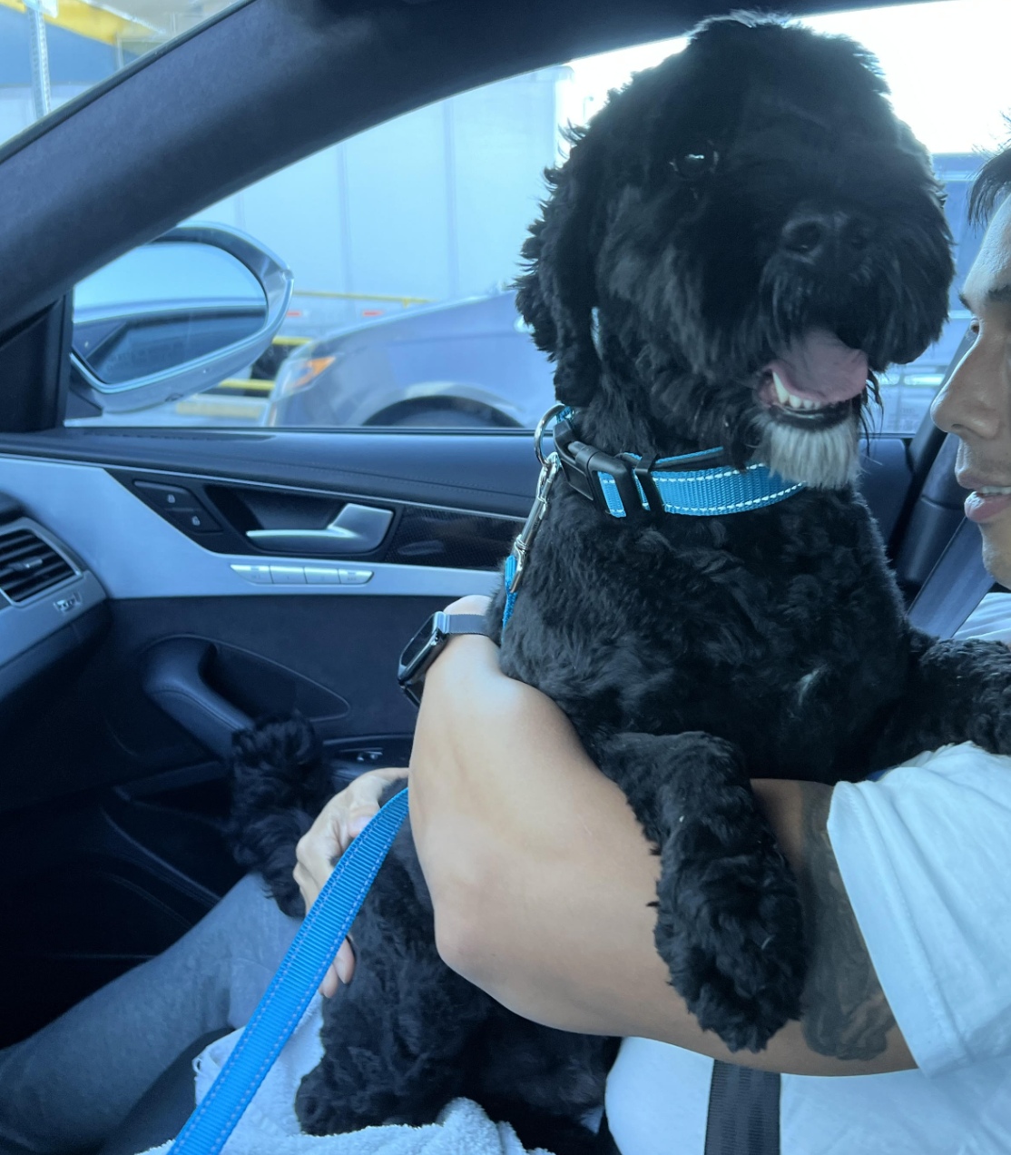 Dog sitting on a passenger's lap in a car after being picked up from the cargo terminal